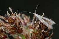 Coleophora otidipennella