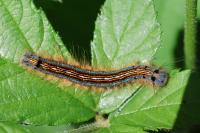 Malacosoma neustria