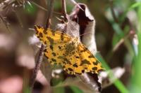 Pseudopanthera macularia