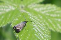 Adela reaumurella