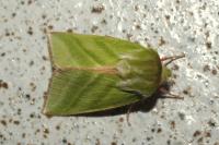 Pseudoips prasinanus