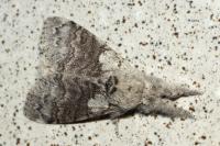 Calliteara pudibunda