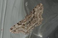 Peribatodes rhomboidaria