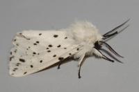 Spilosoma lubricipeda