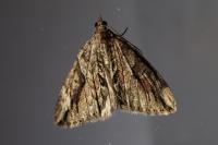 Thera cupressata