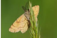 Ematurga atomaria