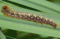 Lasiocampa quercus