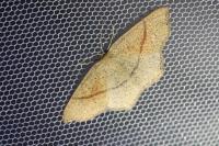 Cyclophora punctaria