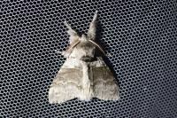 Calliteara pudibunda