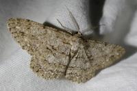 Hypomecis punctinalis