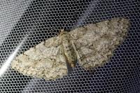 Hypomecis punctinalis