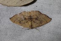 Cyclophora puppillaria