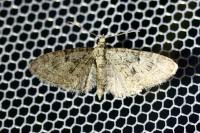 Eupithecia dodoneata