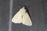 Spilosoma lubricipeda