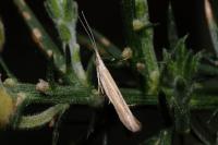 Coleophora albicosta