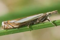 Crambus pascuella