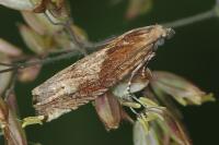 Eucosma gr. hohenwartiana