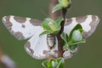 Lomaspilis marginata