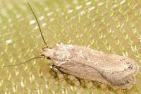 Bryotropha desertella/politella/terrella