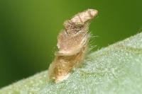 Coleophora lusciniaepennella