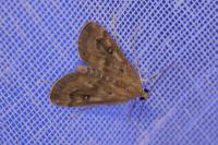 Parapoynx stratiotata