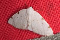 Lomographa bimaculata