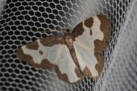 Lomaspilis marginata