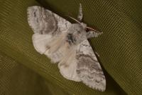 Calliteara pudibunda