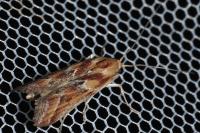 Ancylosis cinnamomella