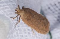 Bryotropha desertella/politella/terrella