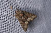 Oligia latruncula/strigilis/versicolor