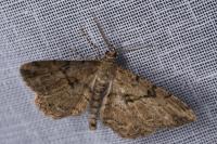 Peribatodes rhomboidaria