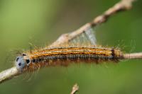 Malacosoma neustria