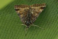 Euclidia glyphica