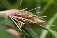 Canephora hirsuta
