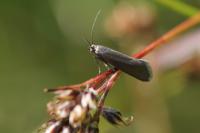 Glyphipterix fuscoviridella