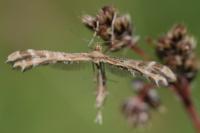 Oxyptilus