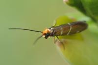 Micropterix aruncella