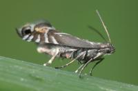 Glyphipterix simpliciella