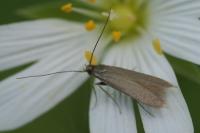 Coleophora lutarea