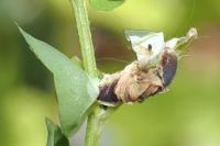 Coleophora discordella