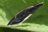Coleophora conspicuella