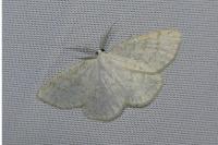 Cabera exanthemata