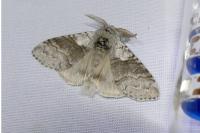 Calliteara pudibunda