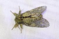 Peridea anceps