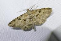 Peribatodes rhomboidaria