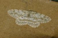 Hypomecis punctinalis
