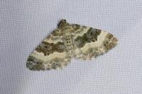 Epirrhoe alternata