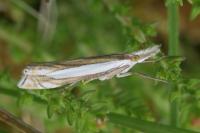 Crambus pascuella
