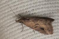 Schrankia costaestrigalis